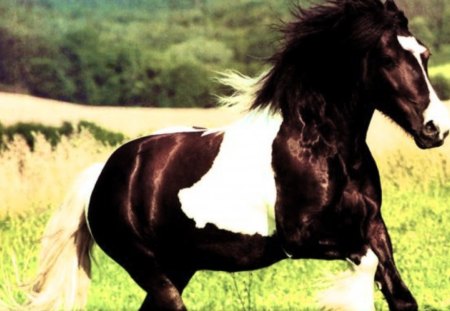 Gypsy Vanner Horse - horses, gypsy vanner horses, galloping horses, paint horses