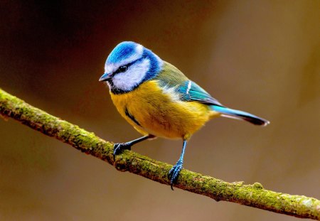 CUTE BIRDIE - colors, cute, birds, spring