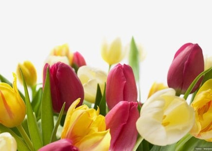 Tulips - Tulips, Nature, White, Flowers