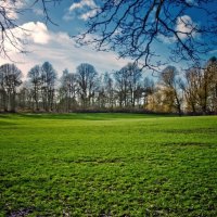 Green Grass in the Spring