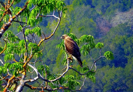 RED TAILED HAWK