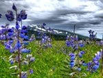 LUPINS