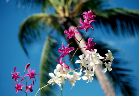 Palm Tree and Orchid - nature, tropical, orchid, flower, botany, palm tree