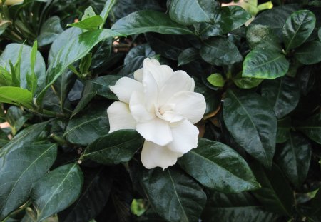 Contrast in Flowers 31 - white, Flowers, gardenia, garden, green, photography, leaf