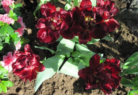 Contrast in Flowers 32 - Red, Flowers, brown, photography, pink, soil, green, garden, Tulips