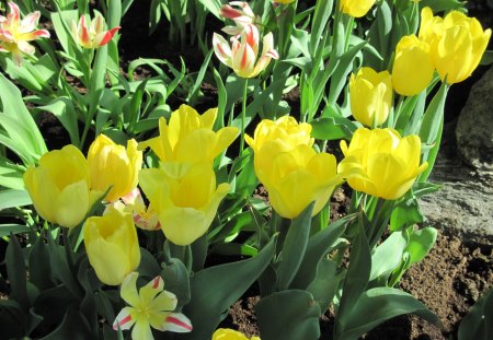 Contrast in Flowers 33 - tulips, Yellow, Flowers, garden, green, photography, pink