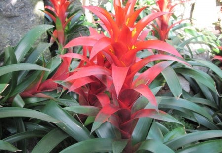 Contrast in Flowers 41 - red, photography, green, bromeliads, flowers, garden