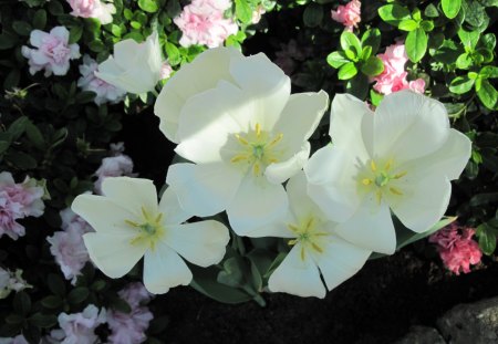 Contrast in Flowers 48 - white, garden, pink, flowers, photography, yellow, green