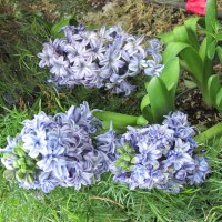 Contrast in Flowers 50 Hyacinths