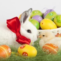 Easter Bunny