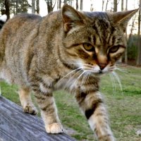 A barn cat