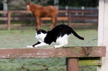 A barn cat with a horse - feline, fence, horse, cat