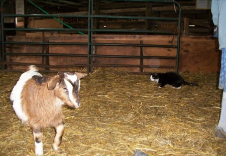 A barn cat with a goat in the barn - hay, goat, pen, cat