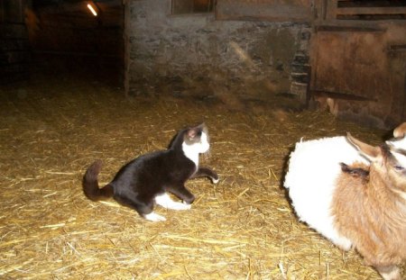 A barn cat wit a goat 2 - hay, goat, cat, barn