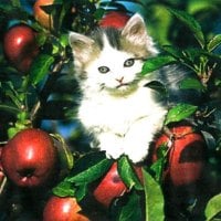 A kitten in an apple tree