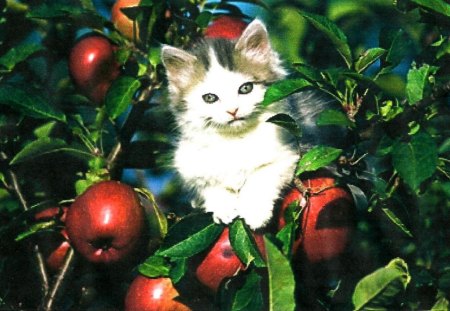 A kitten in an apple tree - cute, Bunch of apples, kitten, tree