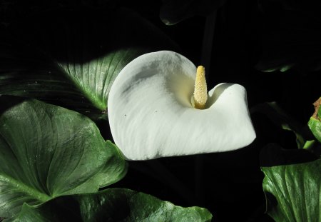 Spring Blooms 01 - white, Flowers, garden, green, photography, Lily