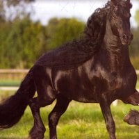 Prancing Friesian Stallion