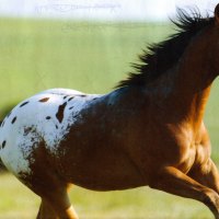 Appaloosa Horse