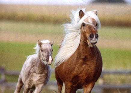 Miniature Mare and Foal - horses, mares and foals, miniature horses, galloping horses