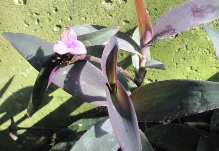 Spring Blooms 03 - garden, pink, flowers, leaf, photography, green