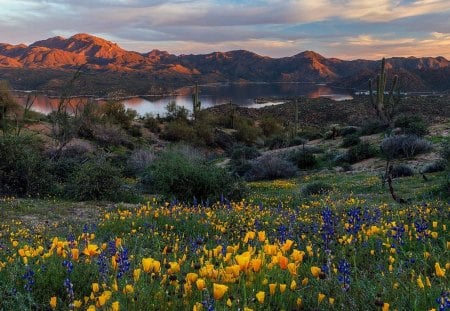 bartlett lake - lake, flower, forest, nature