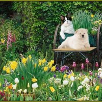 the spring garden,flowers,animals......