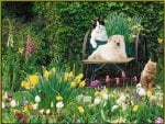 the spring garden,flowers,animals......