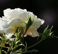 White Rose