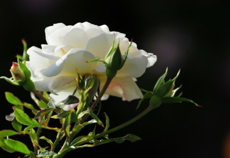 White Rose - leaves, green, stem, rose