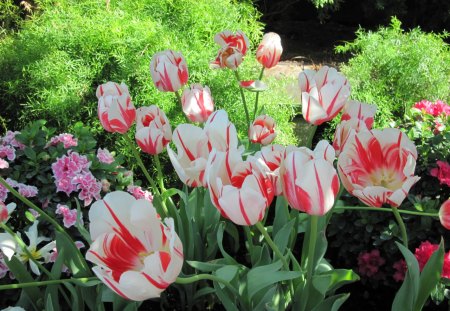 Spring Blooms 25 - white, red, photography, tulips, green, flowers, garden