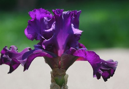 Purple Iris - flower, nature, purple, iris