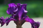 Purple Iris