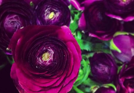 Purple Ranunculus Flowers - flowers, nature, purple, ranunculus