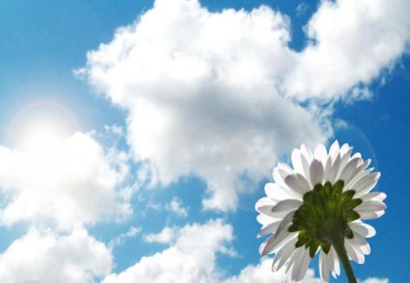 beautiful daisy - daisy, blue, beautiful, sky