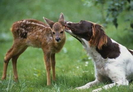 Kiss for You - Dog, Field, Love, Nature