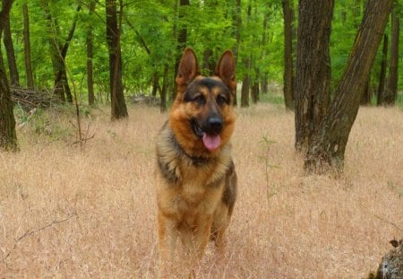 Walk in the Forest - nature, german shepard, forest, dog