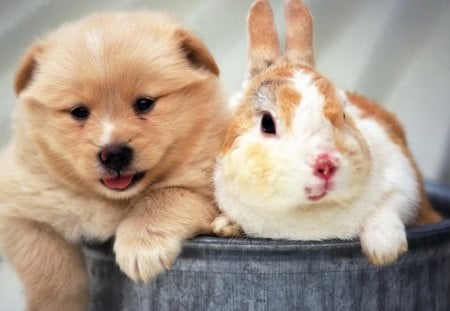 Friends - Friend, Dog, Animals, Bunny