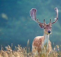 Deer in the summer grass