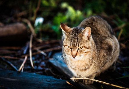 Cat - sleepy, cute, beautiful, cat, sleeping, kitty, cats, hat, cat face, paws, face, animals, pretty, beauty, sweet, kitten, lovely