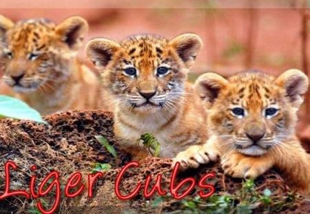 Liger Cubs - animal, liger, ligers, cats, lion, tiger, animals