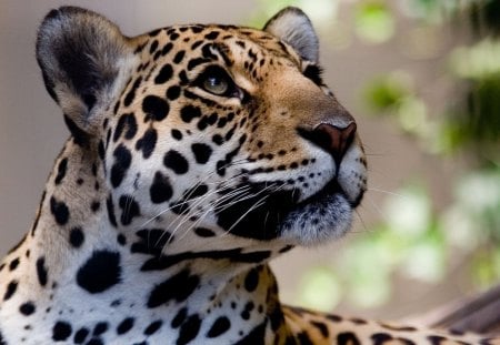 Leopard - jungle, animal, Leopard, photography