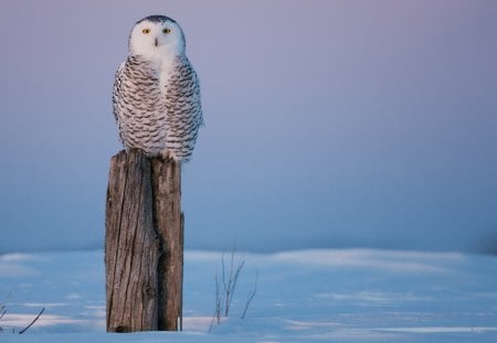 owl standing guard in winter - owl, branches, winter, stump