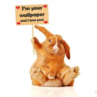 Cute Bunny