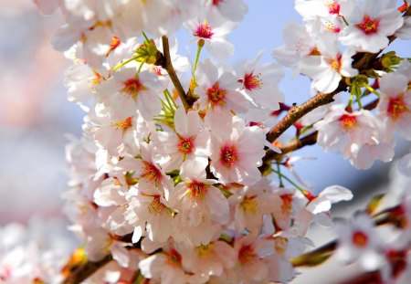 Spring branches - pretty, blossoms, spring, pink, leaves, flowering, fresh, nice, sky, branches, beautiful, lovely, freshness, blooming, tree, white, nature