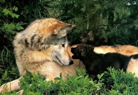 Wolf Mom - pup, nature, predator, wolves