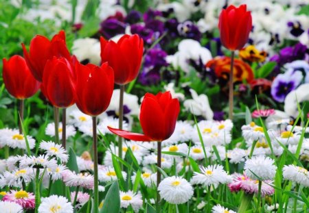 Spring  flowers - beauty, colorful, tulips, field, spring, white, green, grass, garden, blooming, pansies, nature, floral, red, colors, flowers, natural