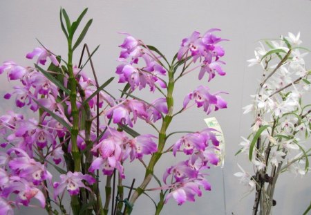 Pretty orchids - Pretty, orchids, pink, beautiful