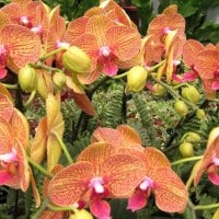 Lovely orchids