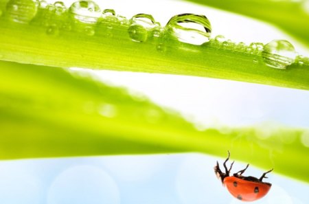 Just Hanging - fresh, summer, dew, lady bug, spring, morning, leaf, leaves